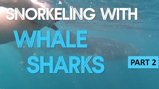 Snorkeling with WHALE SHARKS in Djibouti! [PART 2] - 4K