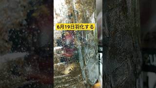 ♯38 虫みーつけた🔍カブト虫ペットボトル飼育♯蛹室観察したオスが上がってきた！