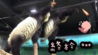 圓仔超級有耐心，打點心打很久終於打下來啦～|熊貓貓熊The Giant Panda Yuan Yuan and Yuan Bao|台北市立動物園