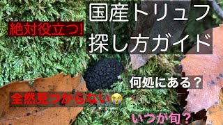 国産トリュフ探し方ガイド