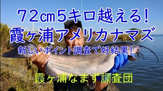 11月8日霞ヶ浦水族館の先で大型連発アメリカナマズ釣り＾＾天気もいいので新しいポイントの開拓と調査！最近大型のアメリカナマズが何処に居ついているのか色々歩いては遠投を繰りかえし今回はかなりの好結果