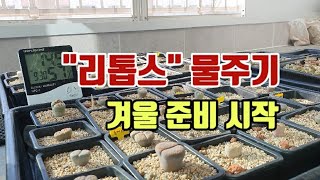 11월 리톱스 물주기 리톱스관리(多肉植物, Succulent)