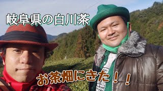 【美濃ComeOn's】岐阜県のお茶の生産地、白川町で白川茶の勉強してきた