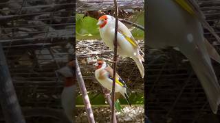 Carduelis Major Goldfinch