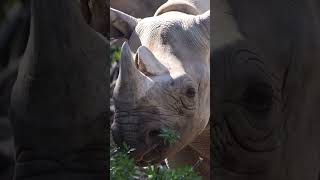 天王寺動物園クロサイの食事