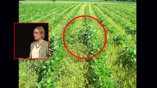 The butterfly effect: saving the migratory monarchs | Sonia Altizer | TEDxUGA