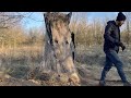 building a warm secret survival shelter inside a large burnt tree