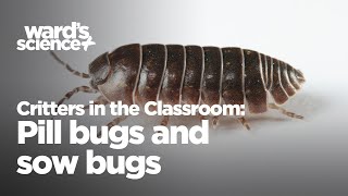 Critters in the Classroom: Insect Edition - Pillbugs