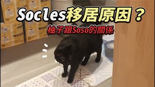 【Socles移居原因?柚子跟Soso的關係】志銘與狸貓