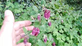 Fleurs merveilleuses l aquilegia vulgaris.