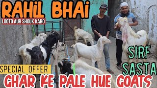 Ghar Ke Pale Hue Full Vaccinated Goats Chanas Looto Aur Shouk Karo || Rahil Bhai Bhiwandi Mumbai ||