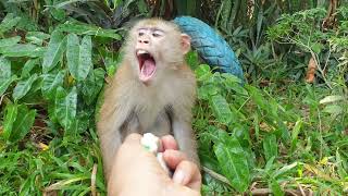 How monkey Yoko playing to daddy before bathing