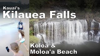 Kilauea Falls, Koloa \u0026 Moloa'a Beach