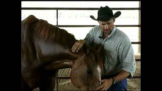 Real Life Horse Whisperer - How to deal with a Problem Horse