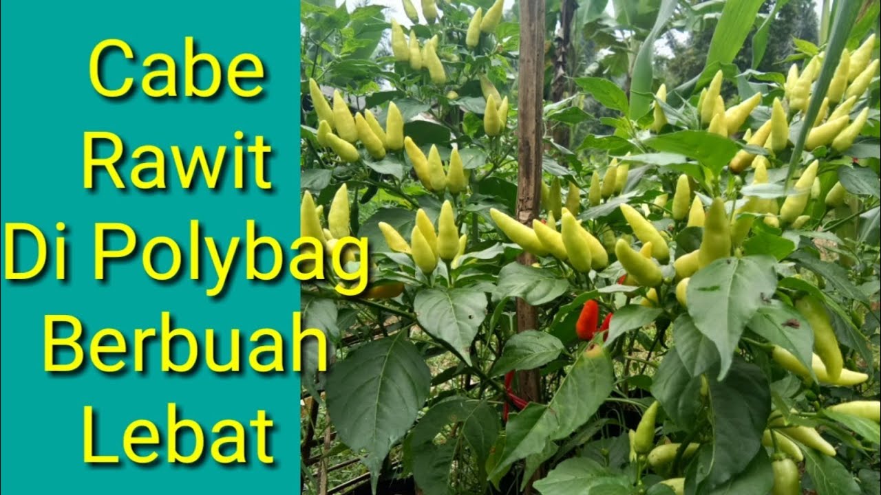 Cara Tanam Cabe Rawit Di Polybag Agar Berbuah Lebat - YouTube