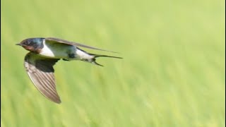 ツバメ日記　放鳥先のツバメさん採餌風景2020/8/14