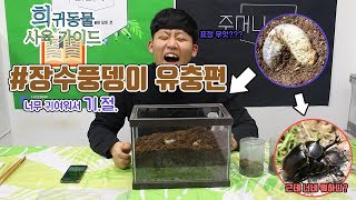 [희귀동물 사육가이드] ep.01 장수풍뎅이 유충편 [간단명료 장풍이 유충 사육하기!]  take care of dynastid beetle larva