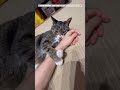 ママ大好きサンタくん😻❤️✨ 保護猫 癒し cat