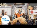 Massive pumpkins take center stage at Half Moon Bay Pumpkin weigh-off | USA TODAY