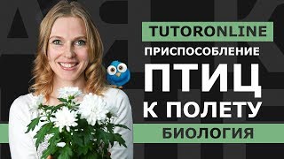 Биология |  «Отчего люди не летают так, как птицы» или Внутреннее строение Птиц