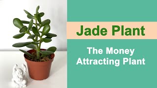 How To Care For Jade Plant aka Lucky Plant - Money Tree - Friendship Tree or Crassula Ovata