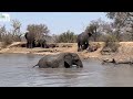 A Lion Encounter! & a Gorgeous Waterhole Day for All the Elephants