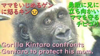 怒るキンタロウ、ママに酷い意地悪をした兄へ勇敢に立ち向かう！ゲンキをゲンタロウから必死に守るチビニシゴリラ♪【京都市動物園】