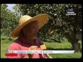 #SPM - BINGKISAN PERMATANG PAUH: NANGKA MADU JANA PENDAPATAN [29 APRIL 2015]