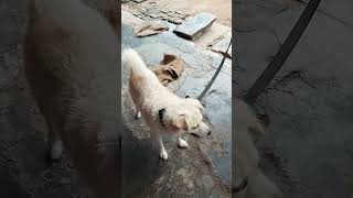 ஹலோ பாஸ் 😝 #shortsfeed #doglover #dogowner #pets #dogfunnyvideos #shorts #trending #shortstamil