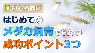 【メダカの基礎まとめ】はじめてのメダカ飼育でも安心！成功ポイント3つ