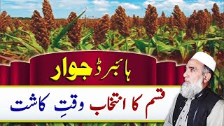 Sorghum (Jawar) Varieties and Sowing time || Crop Reformer