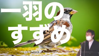 一羽のすずめ【礼拝全体の動画✴️チャプター付き】新約聖書　マタイの福音書第10章24〜33節　2024年11月3日  主日礼拝