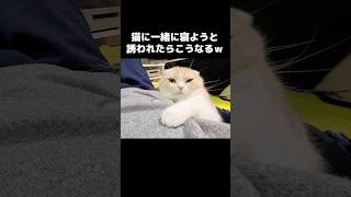 猫に一緒に寝ようと誘われるとこうなります...笑#shorts