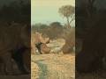 Male rhino versus female rhino and baby rhino #animals #funny #shorts #youtubeshorts #wildlife