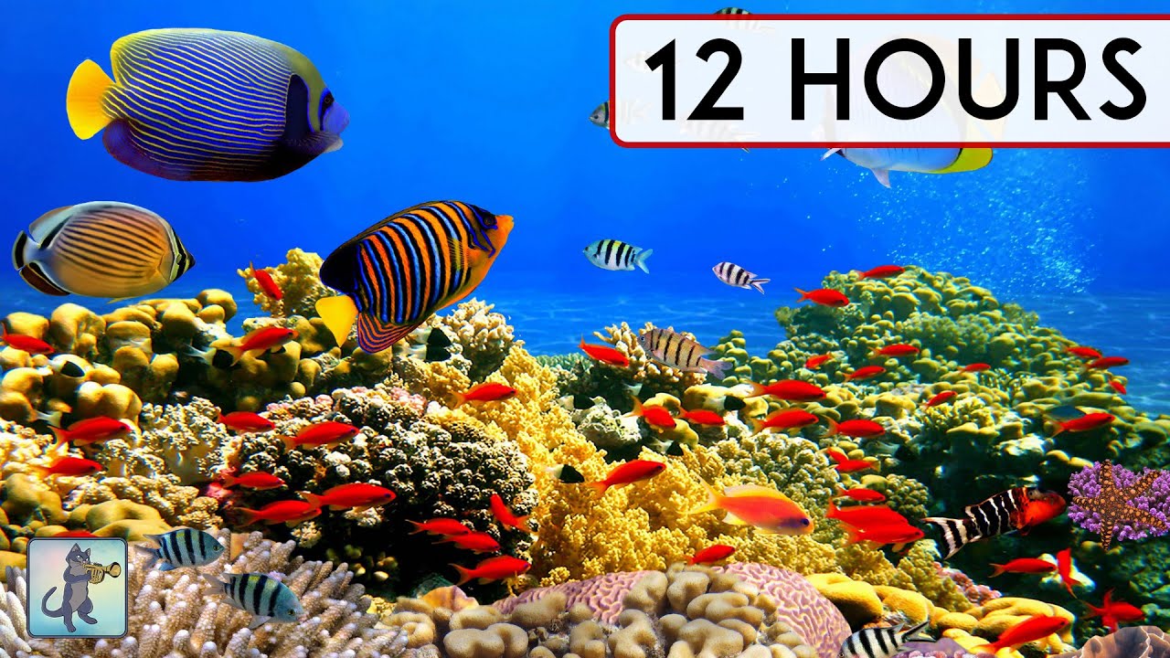Beautiful Coral Reef Aquarium Collection 12 Hours Best Relax Music