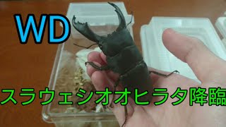 【野生種】スラウェシオオヒラタクワガタ降臨！