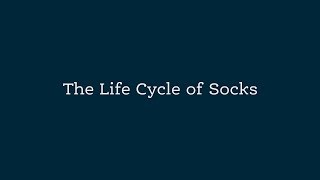 Life Cycle of Socks