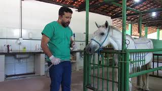 Semiologia Veterinária - Sondagem Nasogástrica (horse nasogastric intubation)