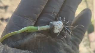 Garlic growing from a broken clove