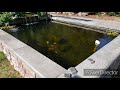 bog filter koi pond with crystal clear water