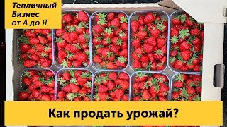 Как продать урожай? Сбыт ягоды и оптовый рынок в Славянске