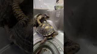 亀はオス同士で交尾する？ #boxturtle #reptiles