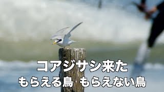 コアジサシ来た 荒川の野鳥