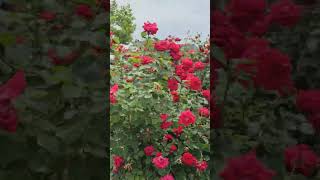 കാനഡയിലെ ഒരു റോസ പൂവ് തോട്ടം 🥰 #botanicalgarden #montreal #rose #redrose