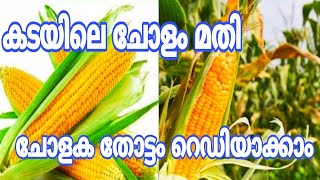 തുരുതുര ചോളം നിറയാൻ ഇതൊന്നും ചെയ്താൽ മതി Cholam Krishi malayalam