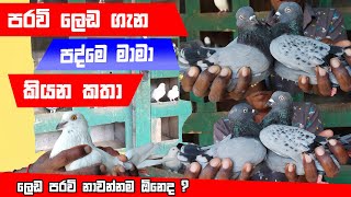 පරවි ලෙඩ ගැන පද්මේ මාමා කියන කතා | ලෙඩ පරවි නාවන්නම ඕනෙද ?Best Pigeon Review in Sinhala | Royal Pets