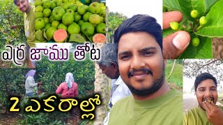 పల్లెటూరు లో ఎర్ర జమ తోట 2 ఎకరాల్లో 🌴 |చిన్న జాముకాయలు చూసారా ఎప్పుడయినా