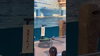 いてって💦転んじゃった。ペンギン頑張ってる🐧八景島シーパラダイス，aquarium，水族館，penguin