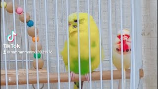 【おキィさん劇場】博多弁でつぶやいてみたとやけど？セキセイインコおキィさん！！