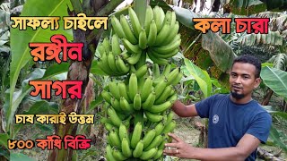 কলা চাষে ভাগ্য পরিবর্তন করতে উন্নত জাতের সাগর কলা চাষি উত্তম #সাগর_কলা_চাষ